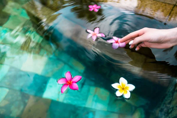 Frau Hand Nimmt Plumeria Blumen Türkisfarbenem Wasser Pool Urlaub Den — Stockfoto