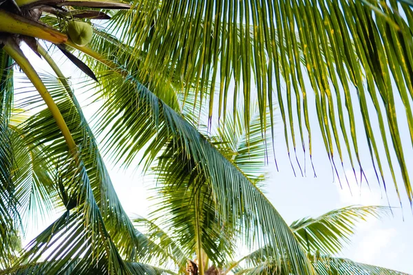 Зеленые пальмы на фоне голубого неба, природный тропический фон. — стоковое фото