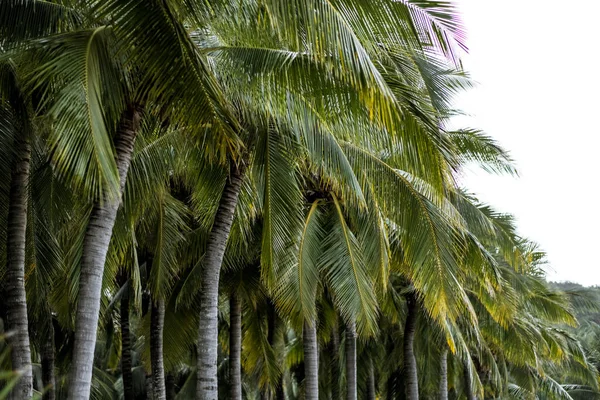 Palmdungar i rad, tropisk bakgrund. — Stockfoto