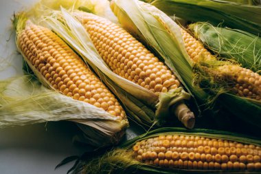 Taze taze mısır koçanları, yakın plan. Yüksek kalite fotoğraf