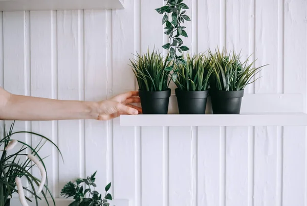 Estantes Con Plantas Caseras Macetas Una Pared Madera Blanca Vegetación — Foto de Stock