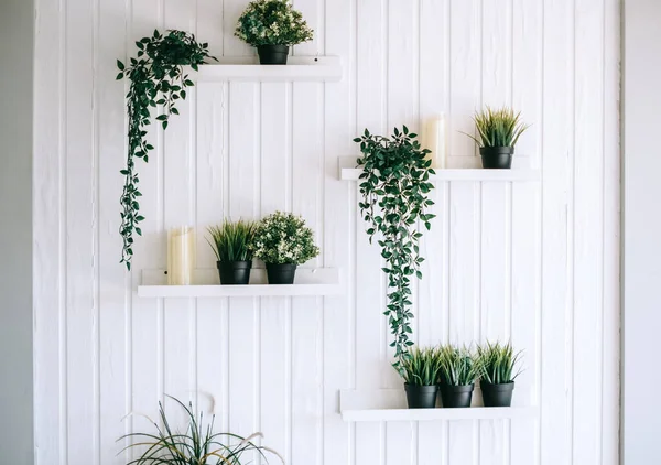 Shelves with home plants in pots on a white wooden wall. Green vegetation in the home interior. High quality photo