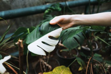 Değişik Monstera deliciosa yaprakları kadın bahçıvan elinde, yarı beyaz, yarı yeşil. Egzotik ev bitkisi, yakın plan. Yüksek kalite fotoğraf