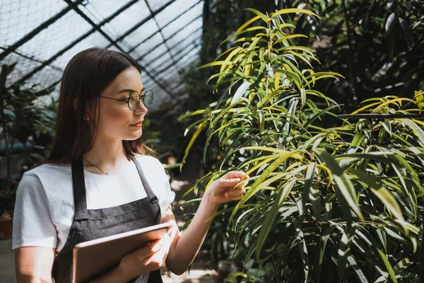 Daha iyi kalite kontrol için bahçe merkezinde çalışan gözlüklü ve önlüklü genç bir kadın bahçıvan. Çevreci serada dijital tablet kullanıyor. Yüksek kalite fotoğraf