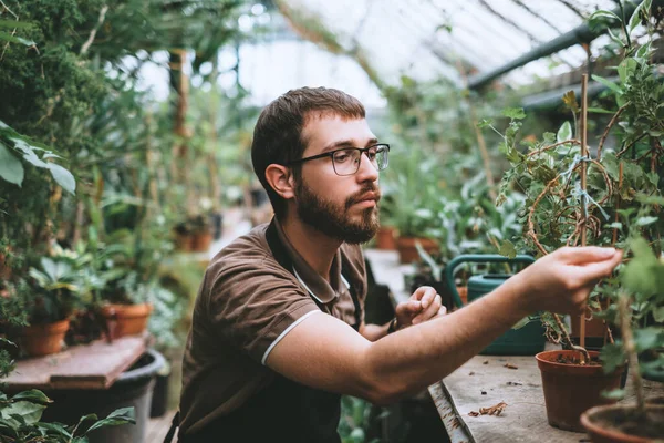 Young man gardener environmentalist caring for plants in greenhouse, surrounded by plants and pots. High quality photo
