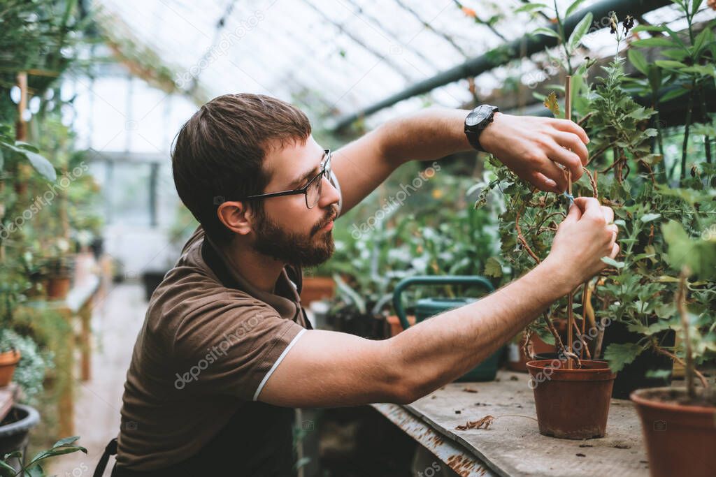 Young man gardener environmentalist caring for plants in greenhouse, surrounded by plants and pots. High quality photo
