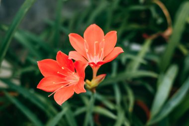 Bahçesinde vallota çiçekleri olan güzel kırmızı çiçekler. Yakın plan. Yüksek kalite fotoğraf