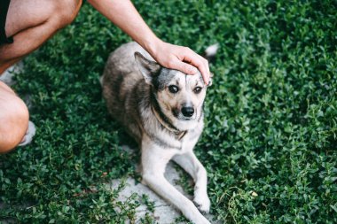 Bahçedeki yeşil çimlerde yatan bir köpeği okşayan bir adam. Yüksek kalite fotoğraf