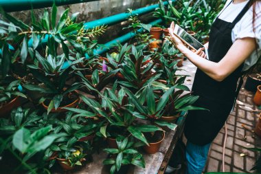Daha iyi kalite kontrol için bahçe merkezinde çalışan gözlüklü ve önlüklü genç bir kadın bahçıvan. Çevreci serada dijital tablet kullanıyor. Yüksek kalite fotoğraf