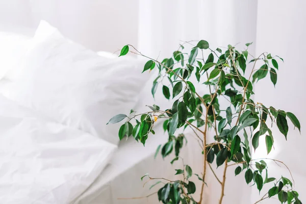 Cómoda Cama Con Almohadas Suaves Planta Verde Interior Del Dormitorio —  Fotos de Stock