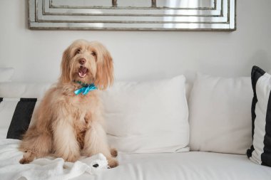 Kürklü köpek beyaz bir kanepede oturuyordu. Ağzı açıktı.