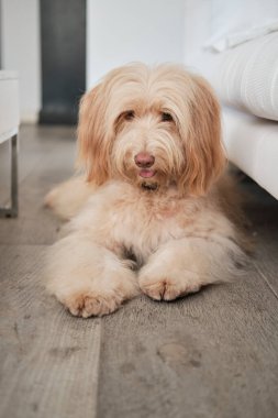 Kürklü köpek tahta zeminde oturuyordu.