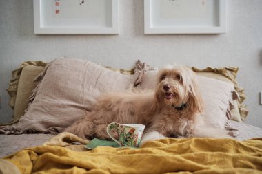 Kürklü köpek bir fincan çayla yatakta uzanıyor.