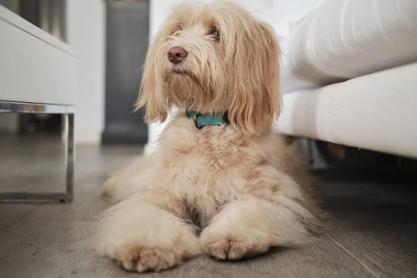 Furry dog seated on the wooden floor