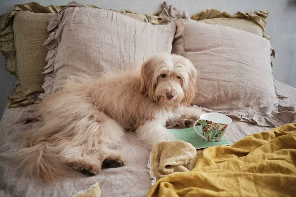 Kürklü köpek bir fincan çayla yatakta uzanıyor.