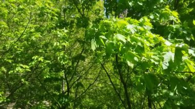 Parlak yeşil rüzgarda çırpınan yaprak döken ağaç yaprakları