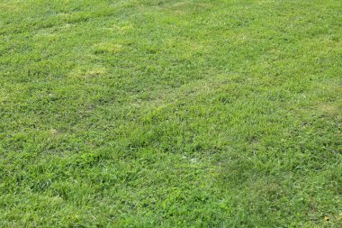 Parlak yeşil yemyeşil çimlerle süslenmiş çimenler.