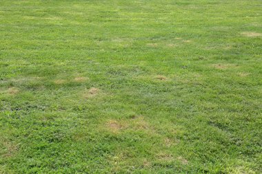 Parlak yeşil yemyeşil çimlerle süslenmiş çimenler.