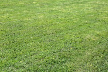 Parlak yeşil yemyeşil çimlerle süslenmiş çimenler.