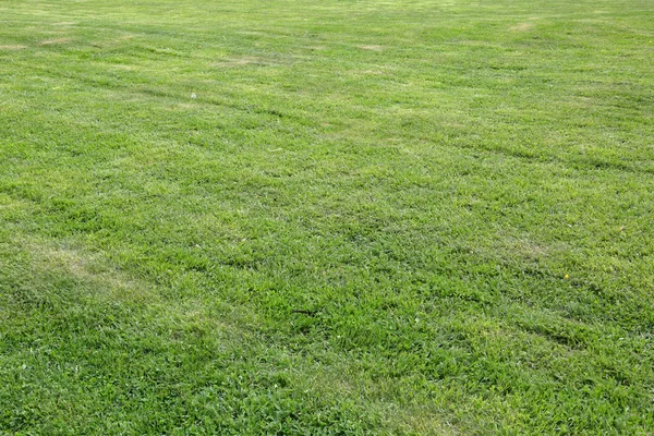 Césped Recortado Con Una Hierba Verde Brillante Exuberante —  Fotos de Stock