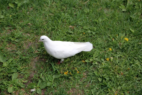 Pigeon Urbain Adulte Dans Environnement Urbain — Photo