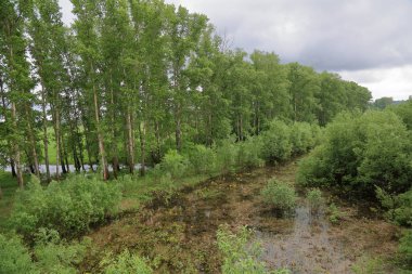 Terk edilmiş bir vahşi gölet çamur içinde yoğun bir yeşil orman ile