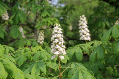 Parlak beyaz-Pembe çiçek çiçek yaprak döken kestane ağacı