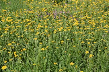 Pitoresk bir glade çiçekli parlak sarı karahindiba