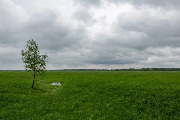 Campo Incolto Con Erba Verde Contro Cielo Nuvoloso — Foto Stock