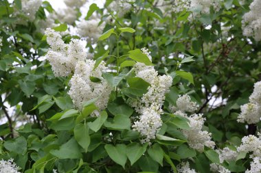 Erken Şehir Parkı beyaz leylak çiçek çiçeklenme