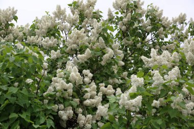 Erken Şehir Parkı beyaz leylak çiçek çiçeklenme