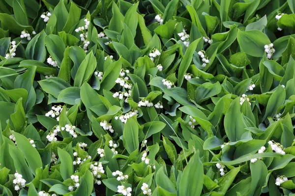 珍しいホワイトの春花がスズランの花のベッドの上 — ストック写真