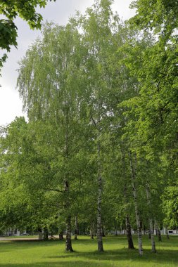 Çok yıllık yeşil ağaçlar ile Yaz şehir parkı