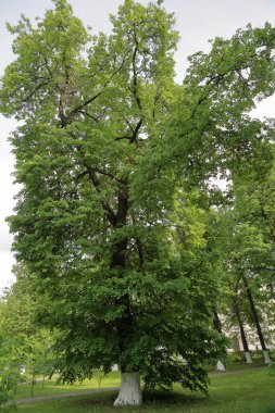 Çok yıllık yeşil ağaçlar ile Yaz şehir parkı
