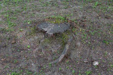 Yeşil çim karşı büyük ahşap güdük