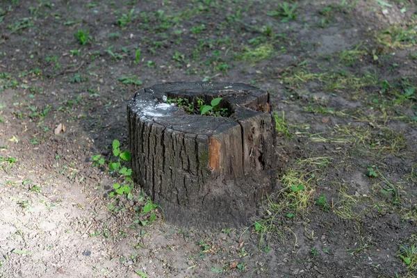 Yeşil çim karşı büyük ahşap güdük