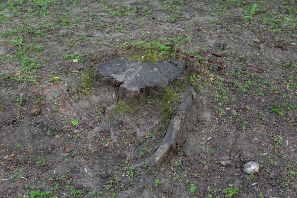 Yeşil çim karşı büyük ahşap güdük