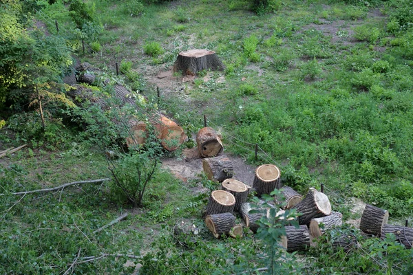 多年生落葉高木は製材し 公園でハリケーンの後に地面にあります — ストック写真