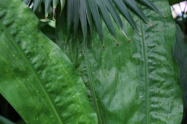 Büyük bir yeşil bitki kalın sulu yaprak