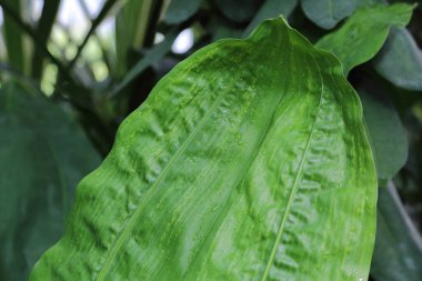 Büyük bir yeşil bitki kalın sulu yaprak