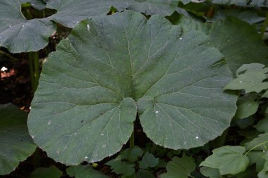 Büyük bir yeşil bitki kalın sulu yaprak