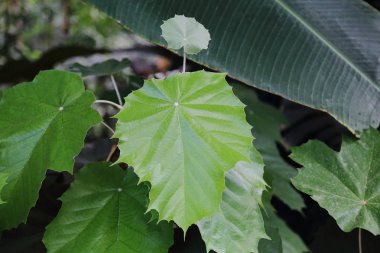 Büyük bir yeşil bitki kalın sulu yaprak