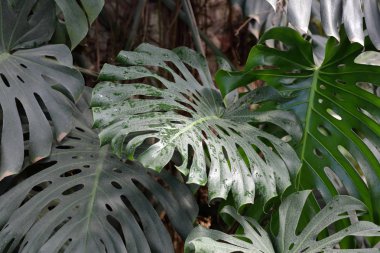 Büyük bir yeşil bitki kalın sulu yaprak