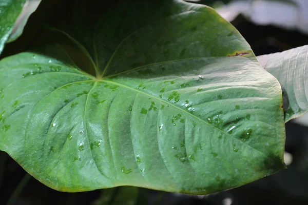 Büyük Bir Yeşil Bitki Kalın Sulu Yaprak — Stok fotoğraf
