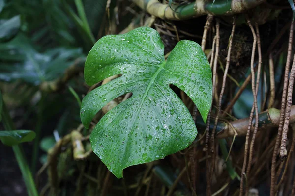 Foglia Succosa Spessa Una Grande Pianta Verde — Foto Stock