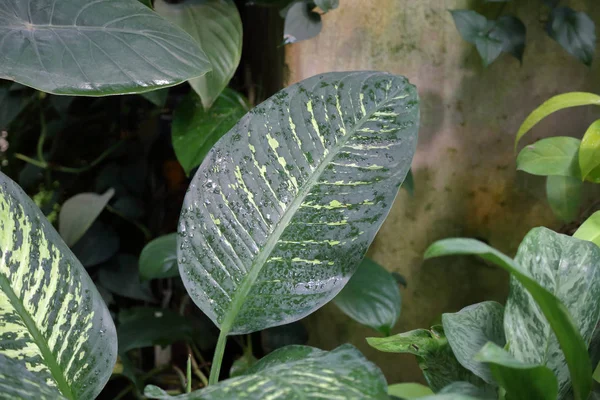 Foglia Succosa Spessa Una Grande Pianta Verde — Foto Stock