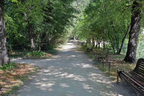 Шлях Пішоходів Літньому Зеленому Міському Парку — стокове фото