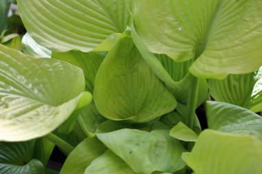 Hosta familya Asparagaceae ailesinin bir cinsidir