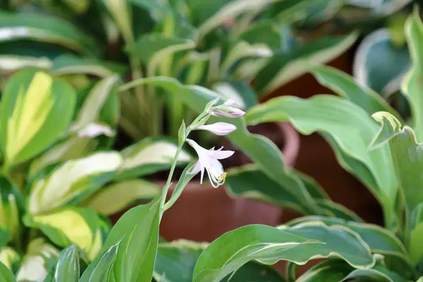 Hosta Είναι Ένα Γένος Των Πολυετών Ποωδών Φυτών Της Οικογένειας — Φωτογραφία Αρχείου
