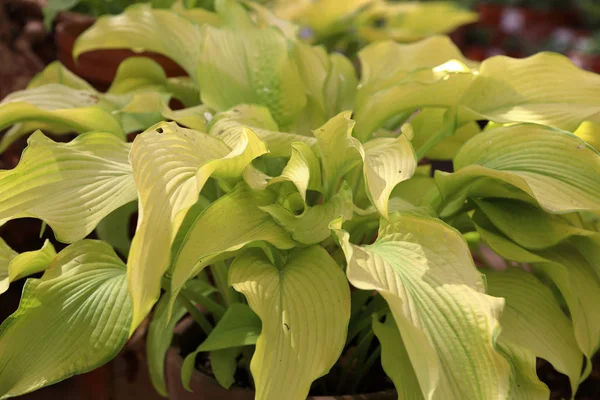 Hosta Género Plantas Herbáceas Perennes Familia Asparagaceae —  Fotos de Stock